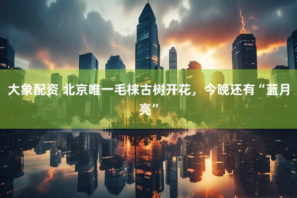 大象配资 北京唯一毛梾古树开花，今晚还有“蓝月亮”